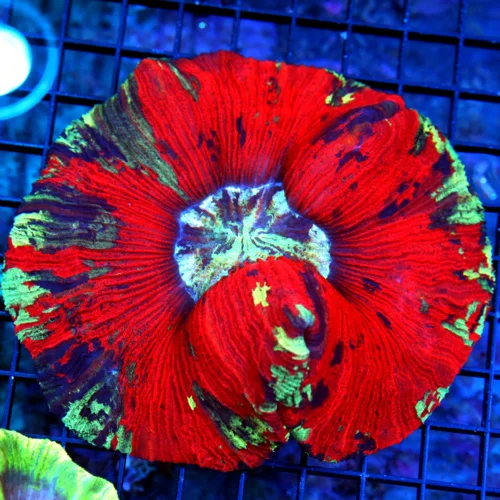 5.5 X5.5 WELLSOPHYLLIA-SCOTT'S HANDPICKED RAINBOW ULTRA GRADE ULTRA COLORED WELLSOPHYLLIA