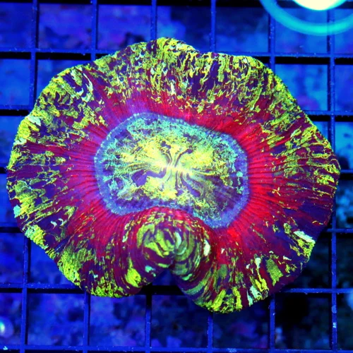 4.5X4 WELLSOPHYLLIA-SCOTT'S HANDPICKED RAINBOW ULTRA GRADE ULTRA COLORED WELLSOPHYLLIA