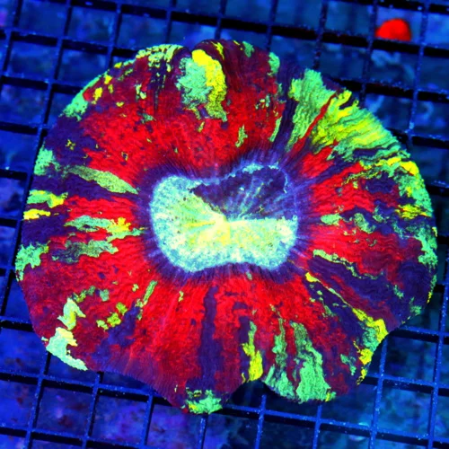 5.5 X5.5 WELLSOPHYLLIA-SCOTT'S HANDPICKED RAINBOW ULTRA GRADE ULTRA COLORED WELLSOPHYLLIA