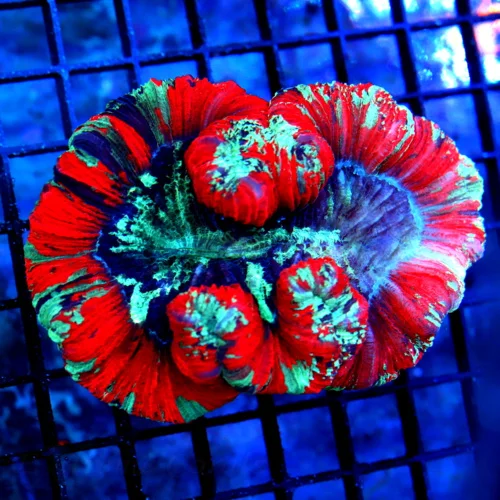 4.5X4 WELLSOPHYLLIA-SCOTT'S HANDPICKED RAINBOW ULTRA GRADE ULTRA COLORED WELLSOPHYLLIA