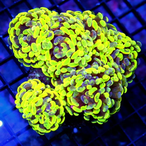 5.5x5.5 COMBO BRANCHING HAMMER CORAL - TOXIC GREEN AND PURPLE MULTICOLORED BRANCHING HAMMER CORAL