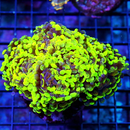 6x5.5 BRANCHING HAMMER CORAL - GLOW IN THE DARK BEST OF THE YEAR SHOWPIECE HAMMER CORAL