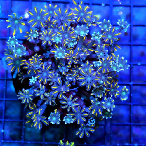 4.5X4.5 CLOVE POLYP-AWESOME VERY VERY HARD TO GET FIRECRACKER ORANGE STRIPED CLOVE POLYPS