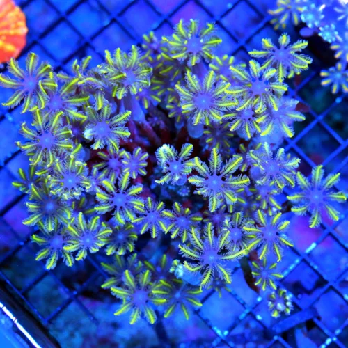 5.5X5 CLOVE POLYPS CORAL - ULTRA GRADE ULTRA COLORED YELLOW FIRECRACKER CLOVE POLYPS