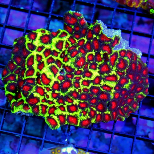 5x4.5 ULTRA FAVIA-HANDPICKED BY SCOTT-THESE ARE ULTRA ULTRA SHOWPIECE FAVIA