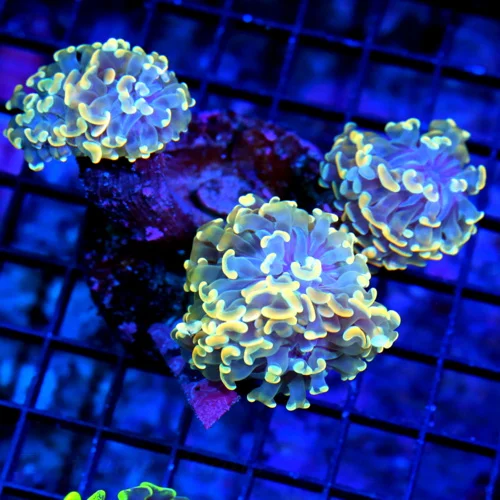 5.5X5 HAMMER-VERY RARE COLORED PURPLE TENTACLED ORANGE TIPPED ULTRA ULTRA BRANCHING HAMMER