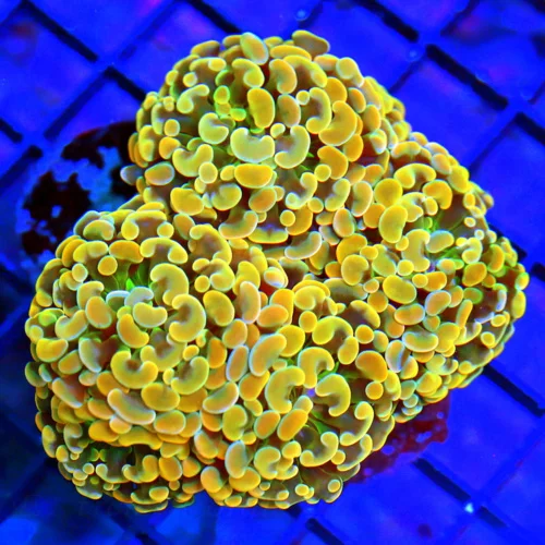 5X4 BRANCHING ORANGE HAMMER-VERY BRIGHT MULTICOLORED ORANGEINDO BRANCHING HAMMER-SUPERIOR COLOR