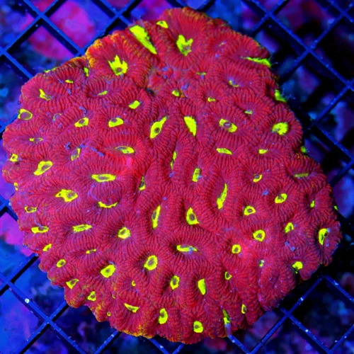 5X5 FAVITES-LARGE ULTRA RED NEON NEON YELLOW EYED HANDPICKED FAVITES-COLOR IS AWESOME!!