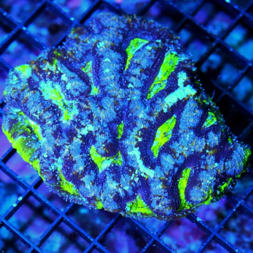 4.5X4 ACANTHASTREA BOWERBANKI-HANDPICKED BY SCOTT-COLLECTOR ITEM-INCREDIBLE SPECIMEN-VERY HARD TO GE