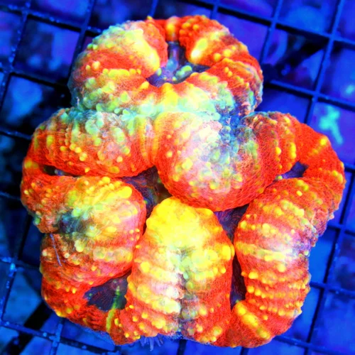 4.5x4.5 LOBOPHYLLIA-SUPER ULTRA COLORED SCOTT'S HANDPICKED SMOKIN" LOBOPHYLLIA-AWESOME
