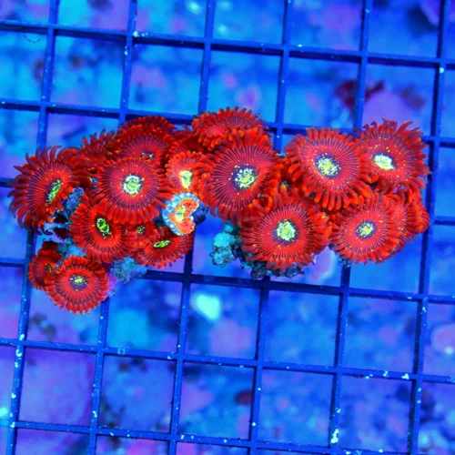 4 MAGICIAN PALYTHOAS-COLLECTORS ITEM ULTRA ULTRA COLORED VERY RARE MAGICIAN PALYTHOAS-AWESOME