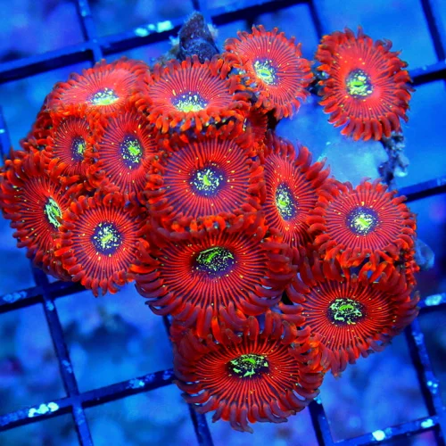 3.5 MAGICIAN PALYTHOAS-COLLECTORS ITEM ULTRA ULTRA COLORED VERY RARE MAGICIAN PALYTHOAS-AWESOME