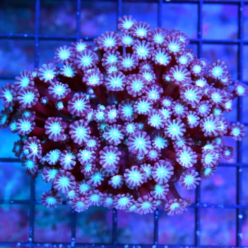 4.5X4.5 GONIPORA-I HAVE NEVER SEEN THIS EXACT COLOR-PURPLE-PIN TENATCLED SUPER BLUE EYED SHOWPIECE G