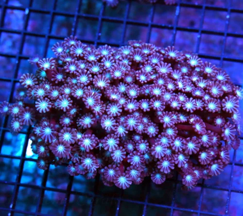 7X6 GONIPORA-I HAVE NEVER SEEN THIS EXACT COLOR-PURPLE-PIN TENATCLED SUPER BLUE EYED SHOWPIECE GONIO