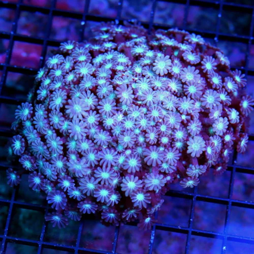 7X6 GONIPORA-I HAVE NEVER SEEN THIS EXACT COLOR-PURPLE-PIN TENATCLED SUPER BLUE EYED SHOWPIECE GONIO