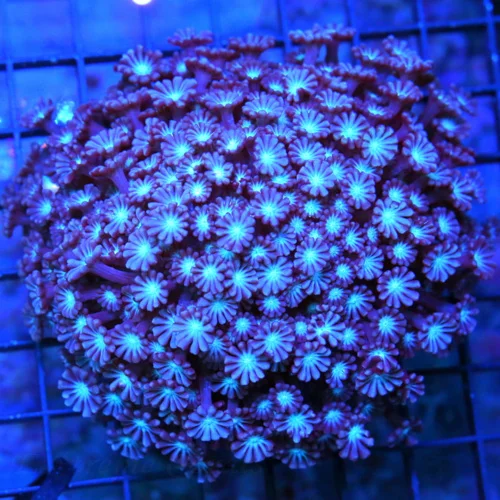 6X6 GONIPORA-I HAVE NEVER SEEN THIS EXACT COLOR-PURPLE-PIN TENATCLED SUPER BLUE EYED SHOWPIECE GONIO