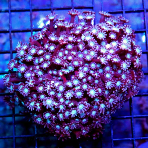 6X6 GONIPORA-I HAVE NEVER SEEN THIS EXACT COLOR-PURPLE-PIN TENATCLED SUPER BLUE EYED SHOWPIECE GONIO