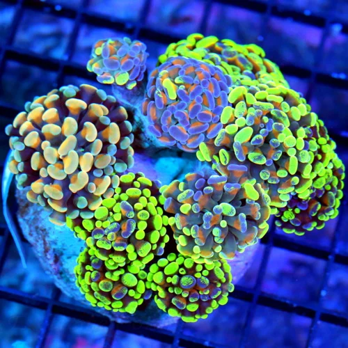 5.5X5.5 BRANCHING HAMMER-HANDPICKED ULTRA COLORED-COMBO 4 COLORED WITH 1 HOLOGRAM HAMMER CORAL