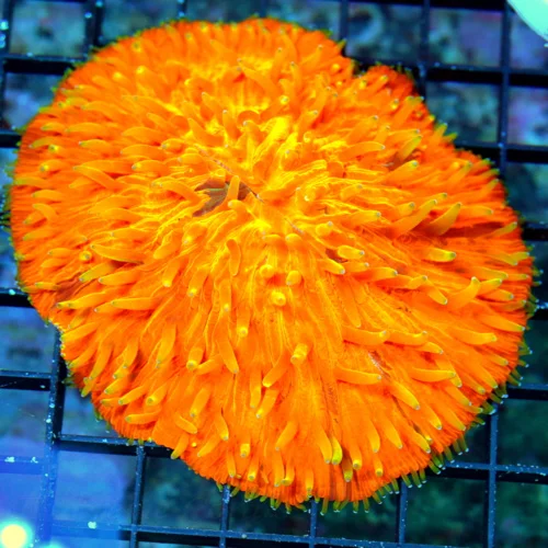 5X4.5 XXL SHOWPIECE PLATE-ULTRA MELTING POT RAINBOW SHOWPIECE BOOK QUALITY PLATE