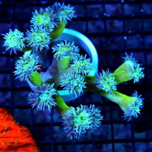 5.5X5 DUNCANSAMNIA-SUPER BLUE TENTACLED NEONGREEN STEEMED ULTRA COLORED DUNCANSAMNIA