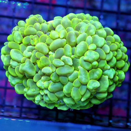 5X4.5 XL BUBBLE AWESOME NEONGREEN YELLOW ULTRA COLORED PERFEVT BUBBLE CORAL-AWESOME