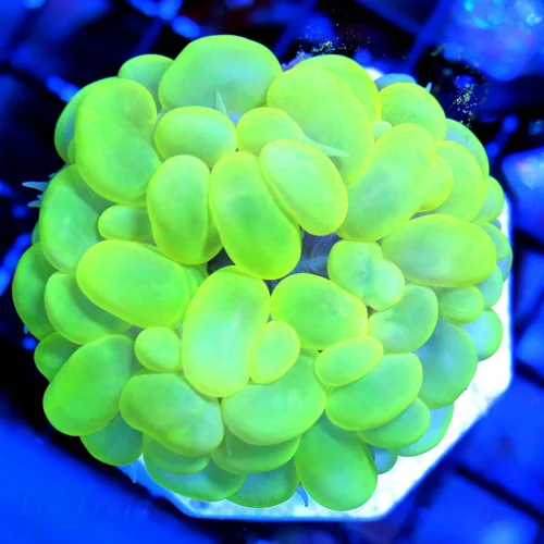 3.5X3.5 NEON BUBBLE-ULTRA LEMONLIME GREEN ULTRA COLORED GREAT SIZE SHAPE AND COLOR BUBBLE