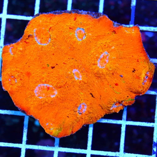 4X3 ECHINOPHYLLIA CHALICE-HANDPICKED BY SCOTT BOOK QUALITY COLLECTORS ITEM CHALICE-SPECTACULAR