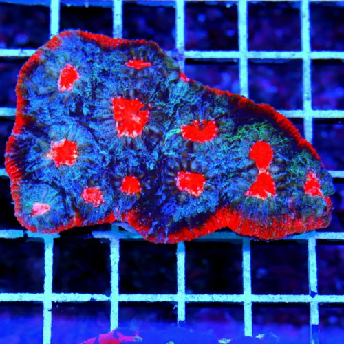 4X3 ECHINOPHYLLIA CHALICE-HANDPICKED BY SCOTT BOOK QUALITY COLLECTORS ITEM CHALICE-SPECTACULAR