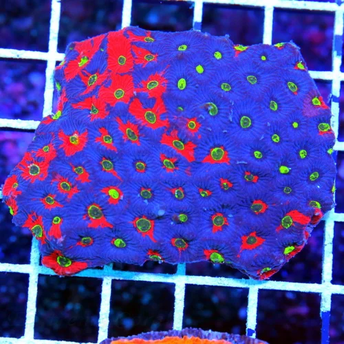 4X4 FAVITES-THE VERY BEST WAR CORAL FAVITES I HAVE SEEN IN YEARS-ABSOLUTLEY STUNNING