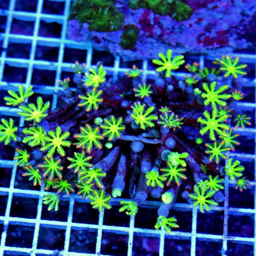 5.5X5 CLOVE POLYPS XXL GIANT SUPER ULTRA COLORED FIRECRACKER CLOVE POLYPS BRIGHTEST I HAVE SEEN