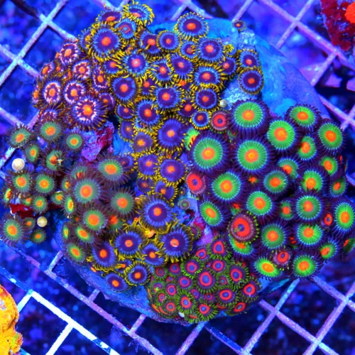 4.5X4.5 COMBO ZOANTHID CORAL COLONY - ULTRA GRADE ULTRA COLORED HAPPY FAMILY COMBO ZOANTHIDS