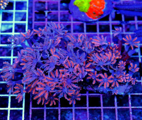 6X4.5 CLOVE POLYPS-COLLECTOR ITEM CLOVE POLYPS-NICEST ONES I HAVE EVER SEEN!