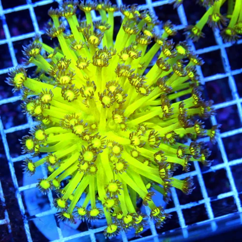 5.5X5.5 GONIOPORA-HOLY GRAIL GONIOPORA-COLOR IS INSANE TRUE COLLECTORS ITEM! VERY SPECIAL