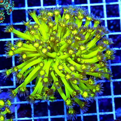 5.5X5.5 GONIOPORA-HOLY GRAIL GONIOPORA-COLOR IS INSANE TRUE COLLECTORS ITEM! VERY SPECIAL