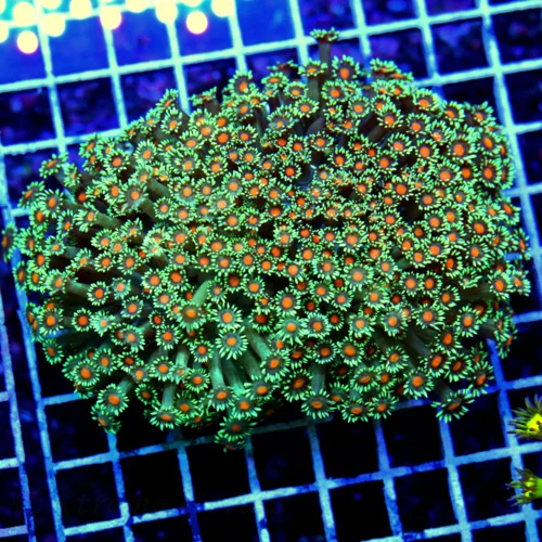 5X5 GONIPORA-ORANGE ALIEN EYES!!! WOWEE THIS IS SPECTACULAR-IF YOU ARE LOOKING FOR STUNNING PIECE TH