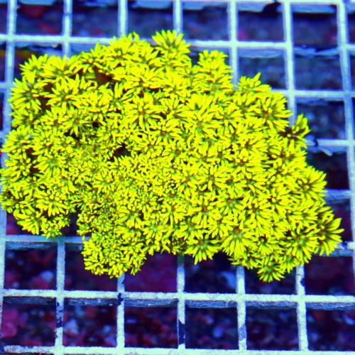 5X4.5 GONIOPORA-ULTRA HIGHLIGHTER YELLOW-ULTRA SHOWPIECE ONE OF A KIND ULTRA GONIOPORA