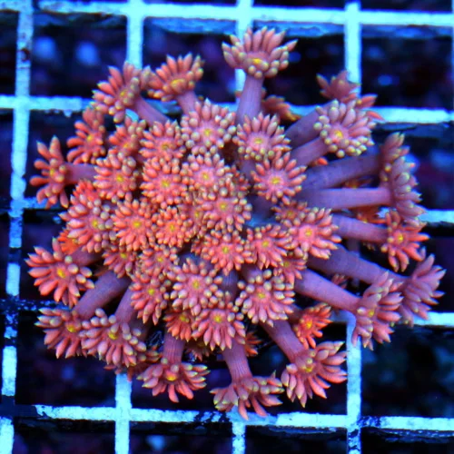 3 GONIOPORA-PINK ORANGE EYED ULTRA COLORED CULTURED ULTRA GRADE GONIOPORA-VERY NICE