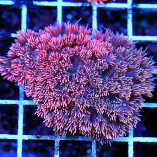 3.5 GONIOPORA-ULTRA ULTRA PINK-RED CULTURED ULTRA GRADE GONIOPORA-WICKED SPECIMEN