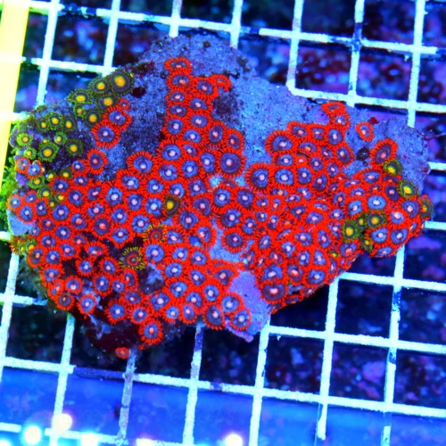 4X3 ZOANTHID-AS BRIGHT A ZOANTHID YOU WILL EVR SEE!! ULTRA COLORED ULTRA GRADE INDO ZOANTHID