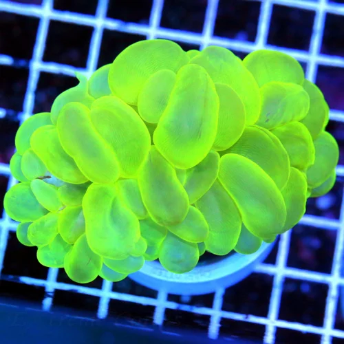 3.5X3 LARGE BUBBLE SUPER SUPER GLOW IN THE DARK NEON LEMONLIME YELLOW BUBBLE VERY BRIGHT COLOR