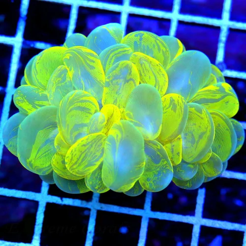 4.5X4.5 XL BUBBLE-SCOTT'S HANDPICKED SPLATTER BUBBLE SUPER BLUE HIGHLIGHTER YELLOW COLLECTORS ITEM