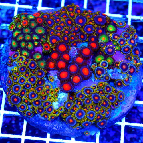4.5X4.5 COMBO ZOANTHID CORAL COLONY - ULTRA GRADE ULTRA COLORED HAPPY FAMILY COMBO ZOANTHIDS