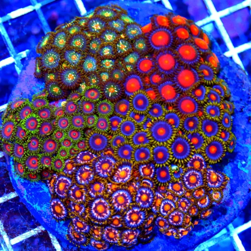 4.5X4.5 COMBO ZOANTHID CORAL COLONY - ULTRA GRADE ULTRA COLORED HAPPY FAMILY COMBO ZOANTHIDS