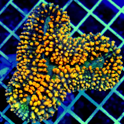 4X3.5 LOBOPHYLLIA-ONE OF MY VERY FAVORITE LOBOS IN MONTHS THIS IS REALLY REALLY SPECIAL!!