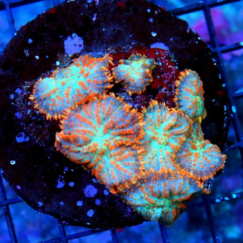 3.5x3.5 RHODACTIS MUSHROOM-INSANE COLOR ULTRA GRADE RHODACTIS MUSHROOM COLONY-INCREDIBLE