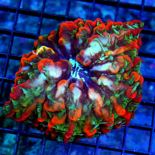 5X5 INDOPHYLLIA-HANDPICKED BY SCOTT MASTER INDOPJ\HYLLIA-COLLECTORS ITEM