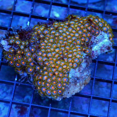 4.5X4.5 ZOANTHIDS-SCOTT'S HANDPICKED ULTRA INDO ZOANTHID COLONY-SUPERIOR COLOR!!