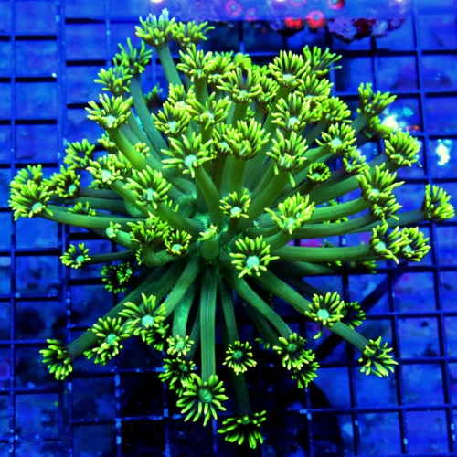 5X5 GONIOPORA-XL MINT NEON GREEN JEWELED EYE ULTRA COLORED GONIOPORA-AWESOME
