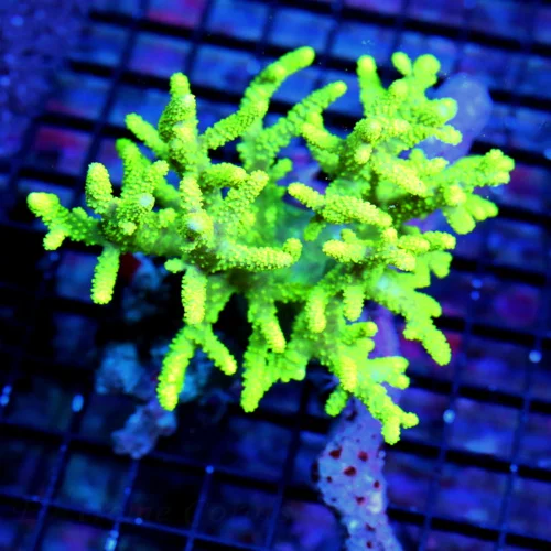 6X5.5  XL SINULARIA LEATHER - ULTRA COLORED LEMON LIME YELLOW SINULARIA LEATHER CORAL