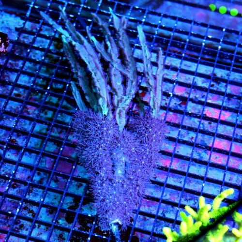 12 GORGONIAN-COMBO SUPER SUPER PURPLE GORGONIAN-THIS IS AWESOME!!